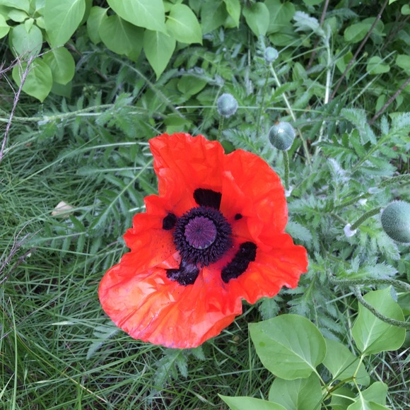 Meet your Posher! - Picture 1 of 1